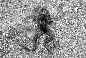 Illinois Route 20 - Cherry Valley, IL USA 