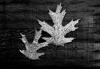 Leaves on a Railroad Tie - River Forest, IL USA