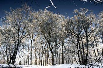 Reflected Shoreline - River Forest, IL USA